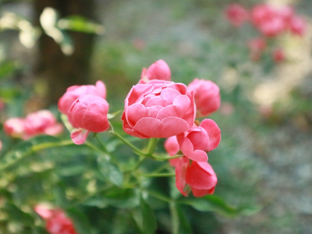 从化民宿里的花