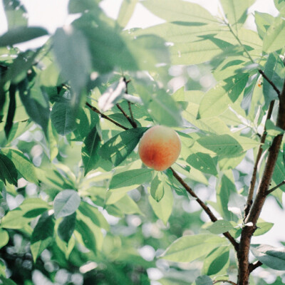 记美食，芒果，面包，香瓜，苹果，草莓，香蕉。蔬菜，洋葱，胡萝卜，土豆，菠萝汽水，桃子，蒜蓉虾仁，西红柿蛋汤