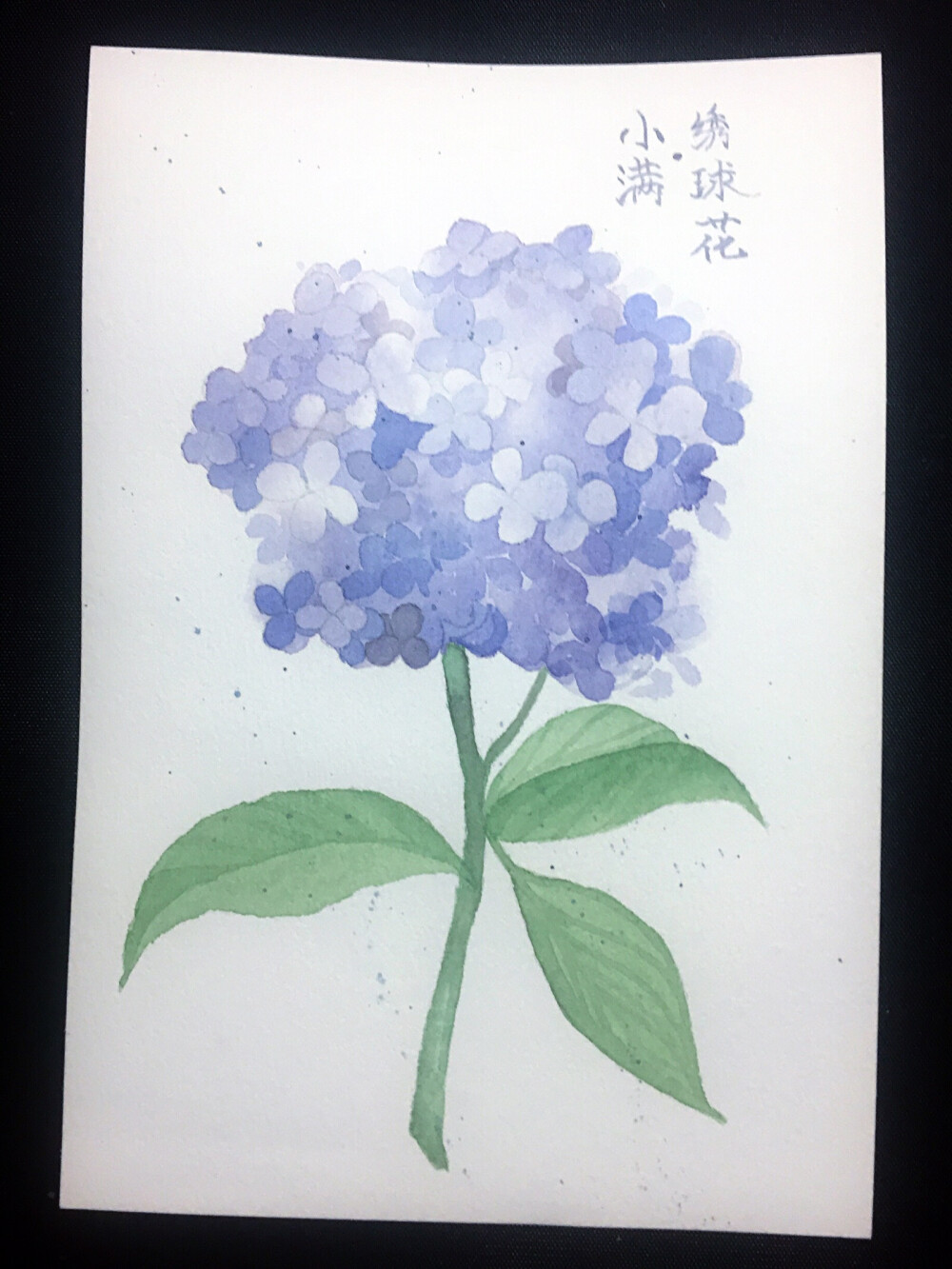 水彩 小满·绣球花 小史➕宝虹棉浆