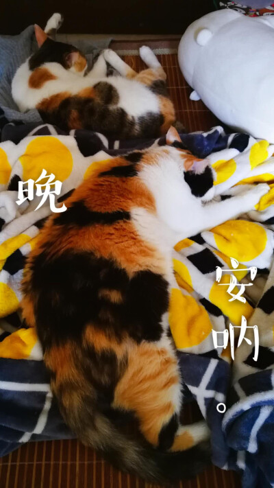 三只小猪