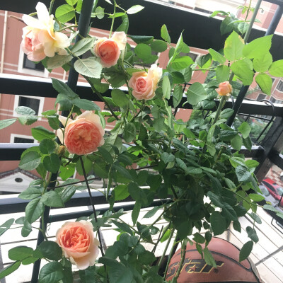 2018-05
