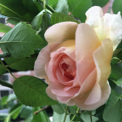 2018-05
