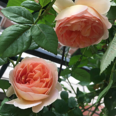 2018-05
