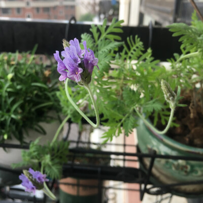 2018-05
