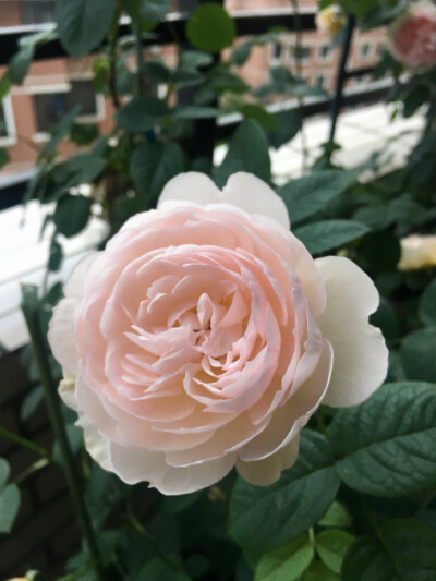 2018-05
