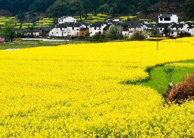 安徽婺源 油菜花 唯美 小清新 治愈 大气磅礴 摄影 人物 植物 怀旧 封面 风景