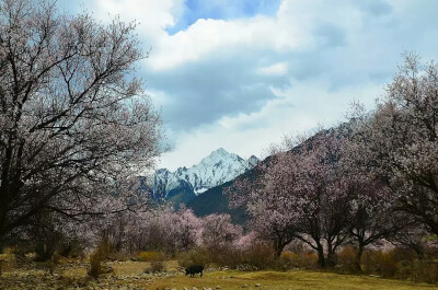 静谧。旷野。