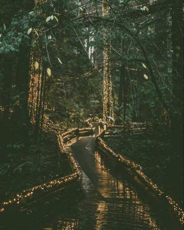 温哥华 Capilano Suspension Bridge Park 吊桥公园。是我喜欢的冷艳感觉。 ​