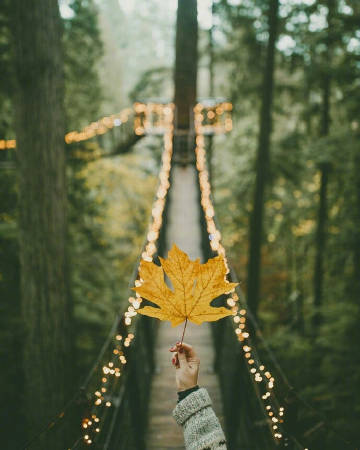 温哥华 Capilano Suspension Bridge Park 吊桥公园。是我喜欢的冷艳感觉。 ​