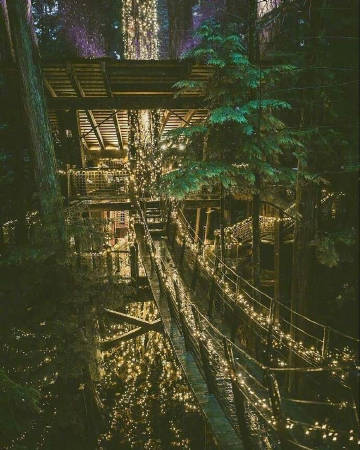 温哥华 Capilano Suspension Bridge Park 吊桥公园。是我喜欢的冷艳感觉。 ​