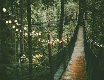 温哥华 Capilano Suspension Bridge Park 吊桥公园。是我喜欢的冷艳感觉。 ​