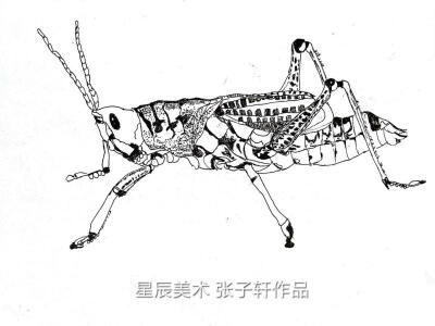 儿童画 线描 装饰画 创意 黑白 螃蟹 蚂蚱 