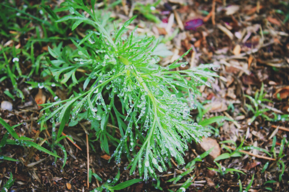 雨后•草木