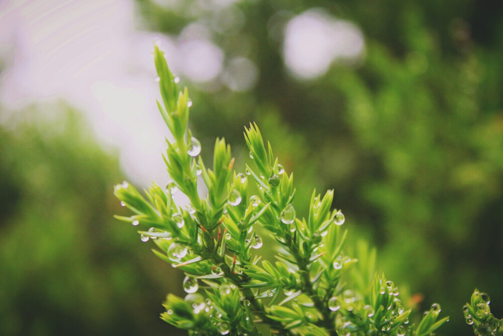 雨后•草木