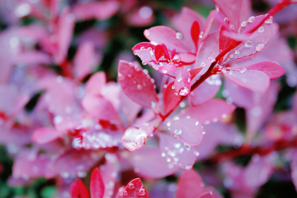 雨后•草木