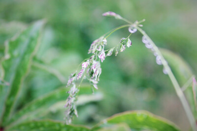 雨后•草木