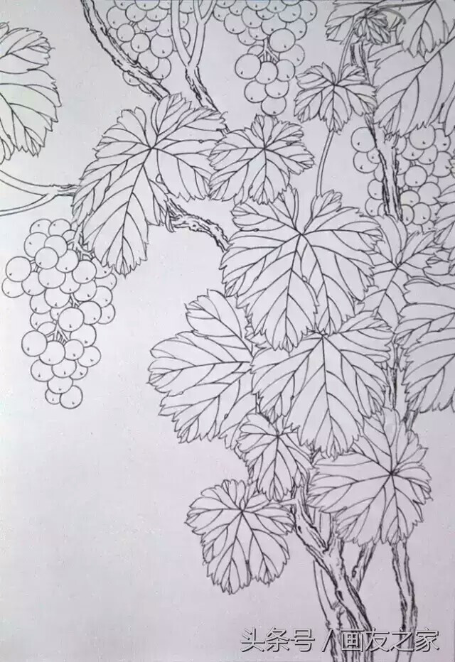 葡萄的素描画法图片