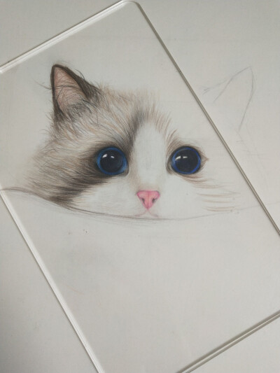 布偶猫，最喜欢的颜