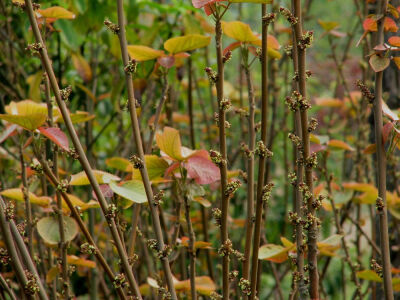 山麻竿
大戟科(Euphorbiaceae)
属
山麻杆属