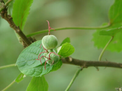 山麻竿
大戟科(Euphorbiaceae)
属
山麻杆属