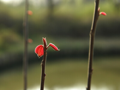 山麻竿
大戟科(Euphorbiaceae)
属
山麻杆属