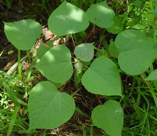 山麻竿
大戟科(Euphorbiaceae)
属
山麻杆属