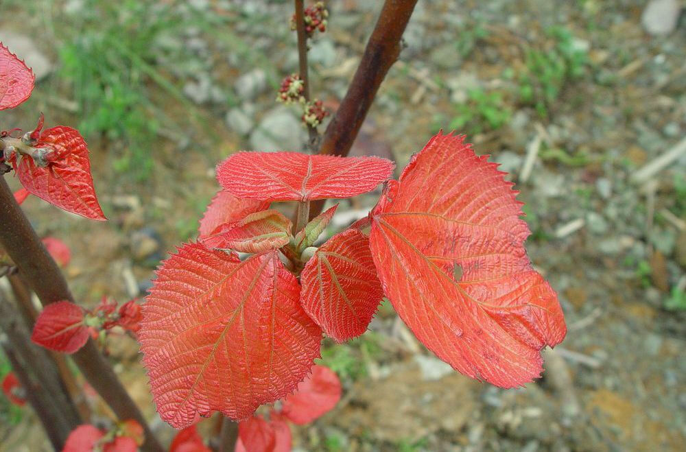 山麻竿
大戟科(Euphorbiaceae)
属
山麻杆属