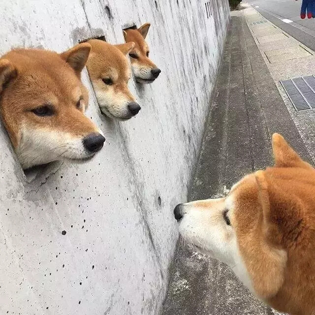 柴犬