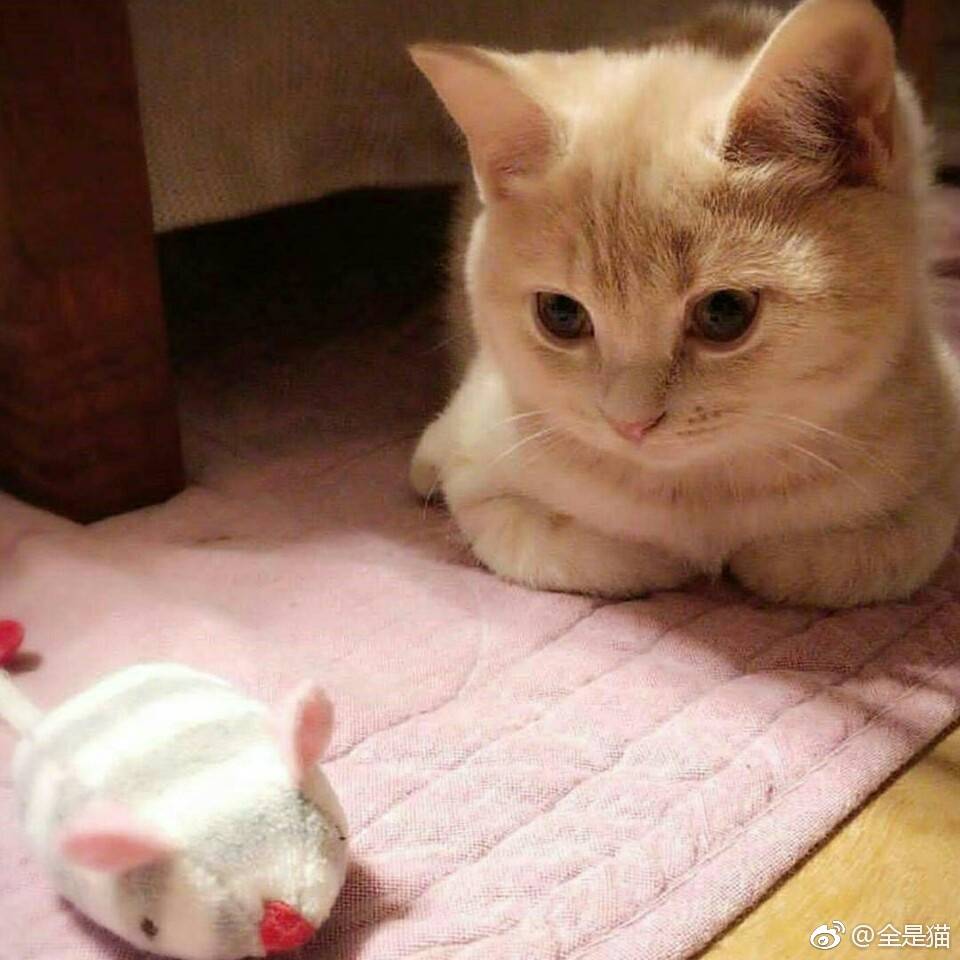 云养猫 橘猫 十爷家的傻鹅子 喵喵喵 猫 猫奴 背景 头像