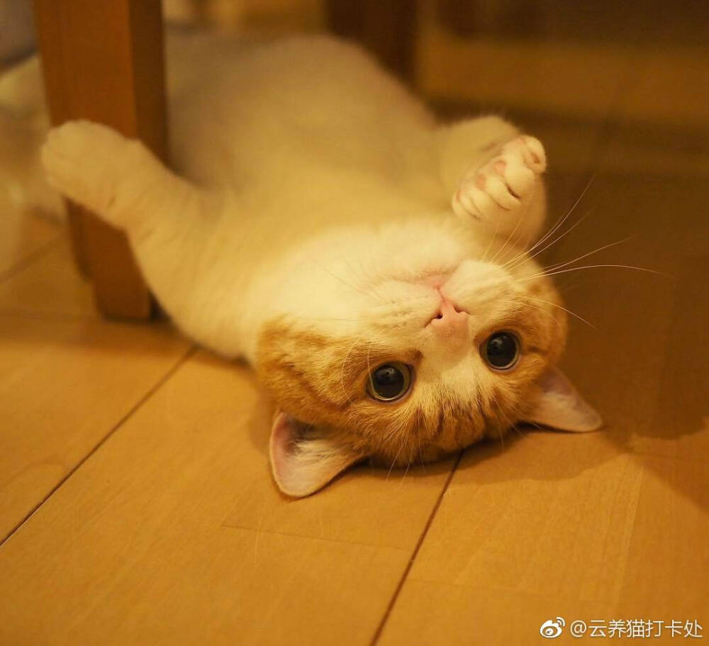 喵喵喵 猫咪 猫奴 铲屎官 吸猫 云养猫 萌 软萌 小可爱 超萌 爱宠 宠物 萌宠 肥橘 大橘为重 喵星人