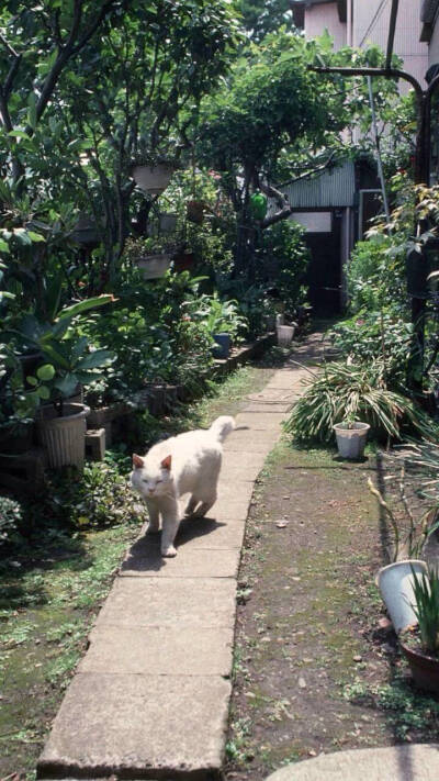 喵喵喵 猫咪 猫奴 铲屎官 吸猫 云养猫 萌 软萌 小可爱 超萌 爱宠 宠物 萌宠 肥橘 大橘为重 喵星人