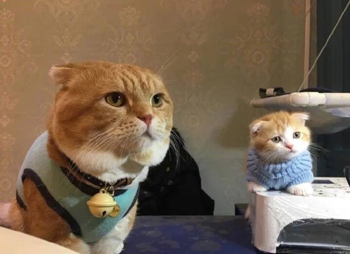 喵喵喵 猫咪 猫奴 铲屎官 吸猫 云养猫 萌 软萌 小可爱 超萌 爱宠 宠物 萌宠 肥橘 大橘为重 喵星人