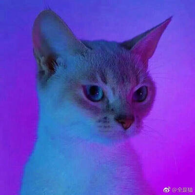 喵喵喵 猫咪 猫奴 铲屎官 吸猫 云养猫 萌 软萌 小可爱 超萌 爱宠 宠物 萌宠 肥橘 大橘为重 喵星人