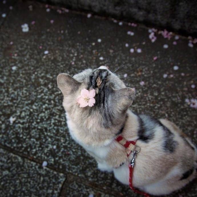 喵喵喵 猫咪 猫奴 铲屎官 吸猫 云养猫 萌 软萌 小可爱 超萌 爱宠 宠物 萌宠 肥橘 大橘为重 喵星人