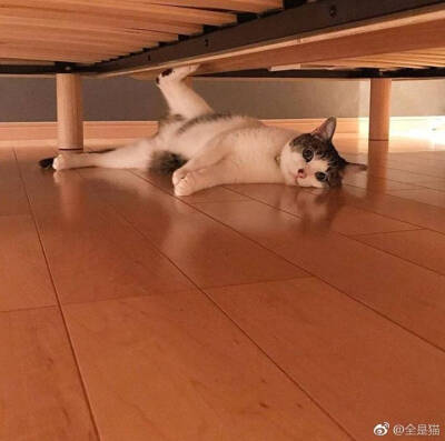 喵喵喵 猫咪 猫奴 铲屎官 吸猫 云养猫 萌 软萌 小可爱 超萌 爱宠 宠物 萌宠 肥橘 大橘为重 喵星人