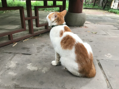 喵喵喵 猫咪 猫奴 铲屎官 吸猫 云养猫 萌 软萌 小可爱 超萌 爱宠 宠物 萌宠 肥橘 大橘为重 喵星人