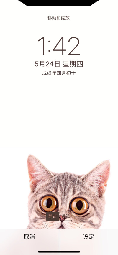 猫咪壁纸，猫星人