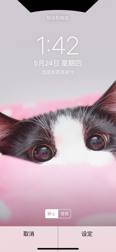 猫咪壁纸，猫星人