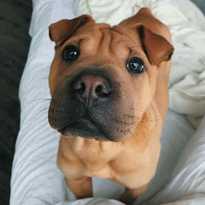 Sharpei 与bulldog混血儿