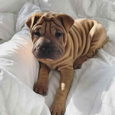 Sharpei 与bulldog混血儿