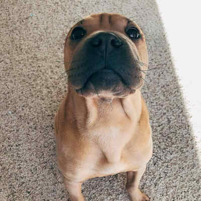 Sharpei 与bulldog混血儿