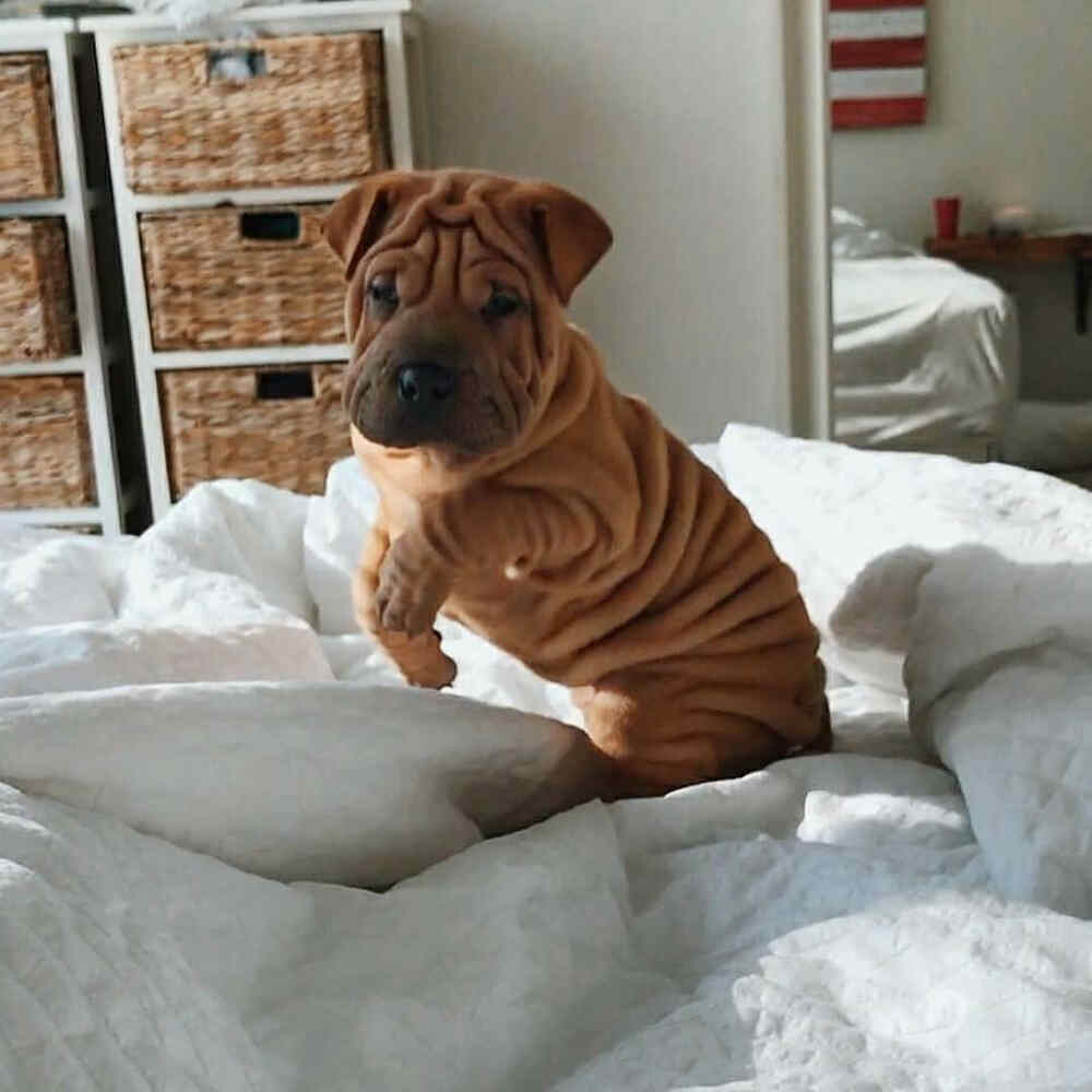 Sharpei 与bulldog混血儿