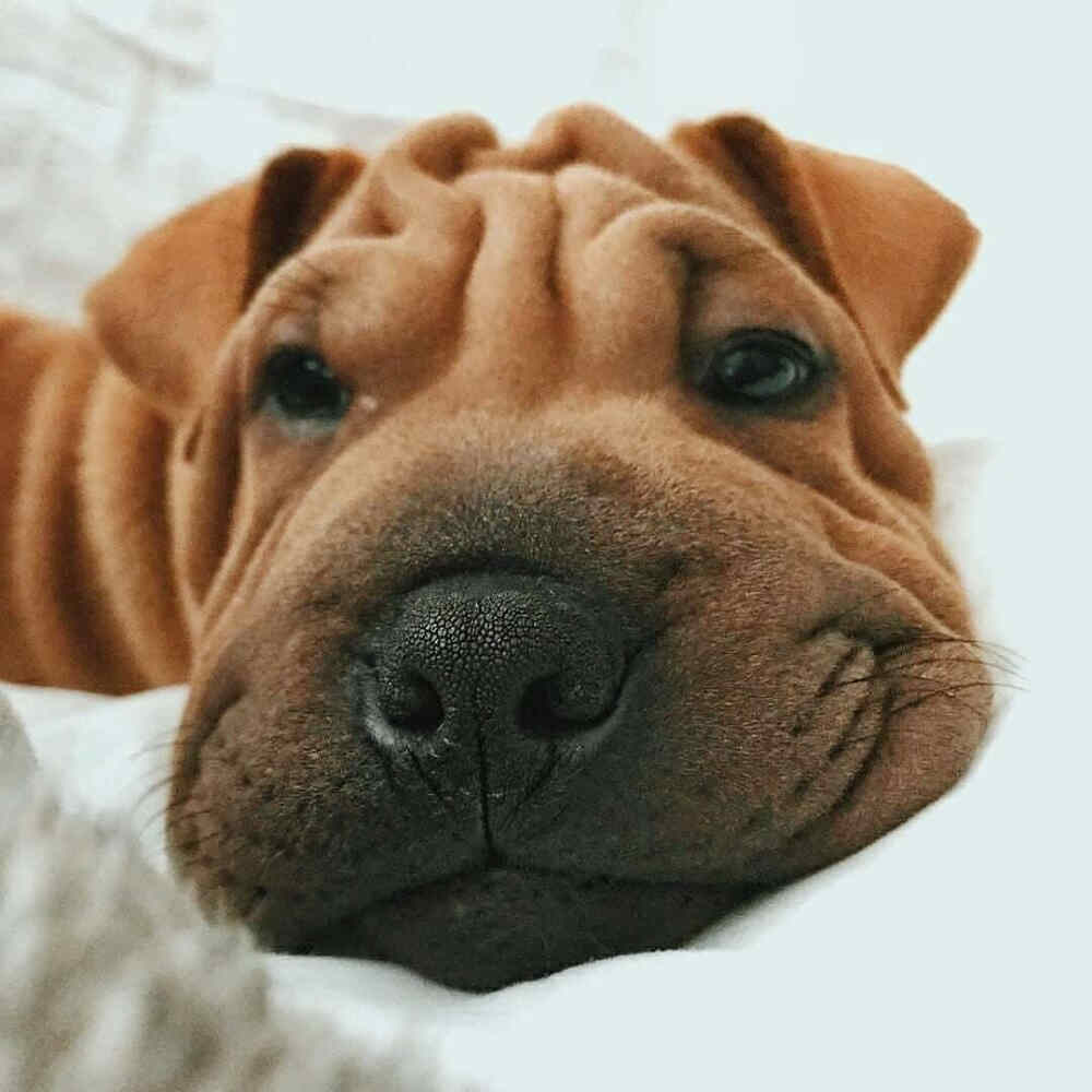 Sharpei 与bulldog混血儿