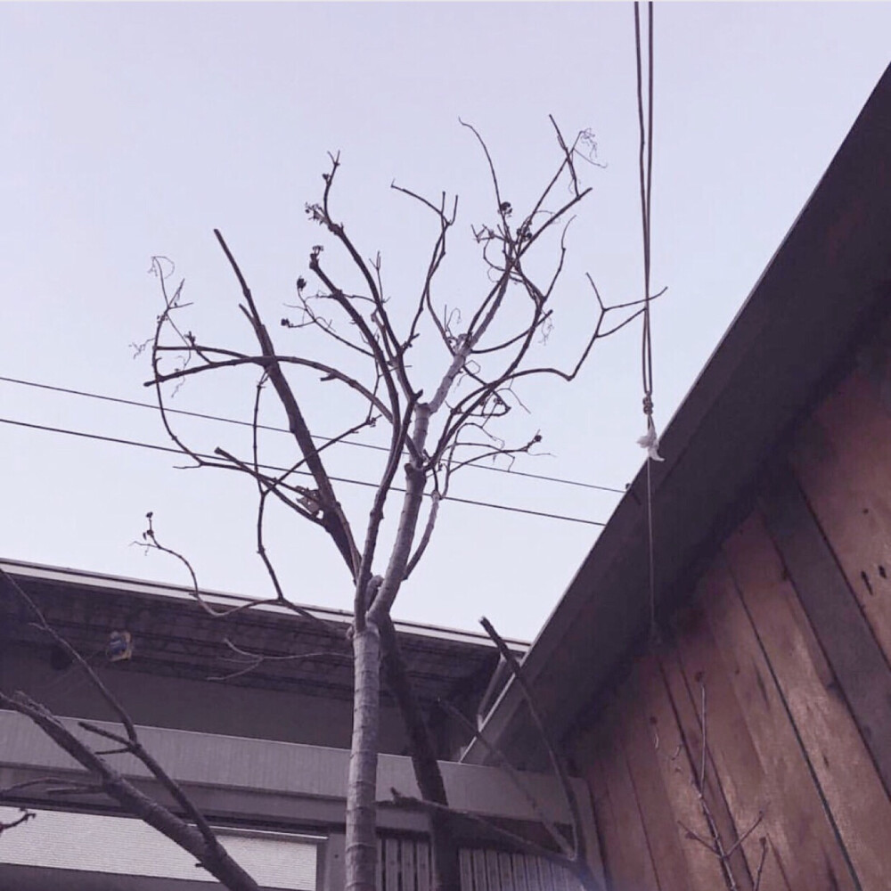 拿图点赞q370294468