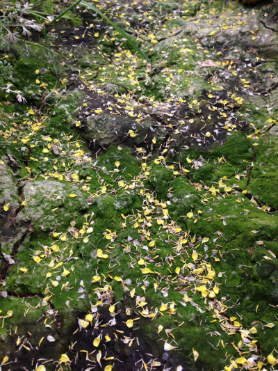 油菜花地