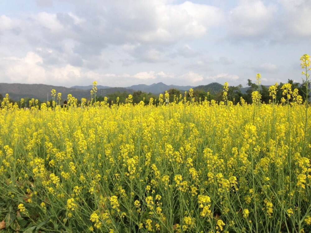 油菜花地