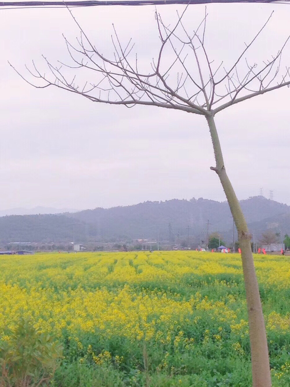 油菜花地