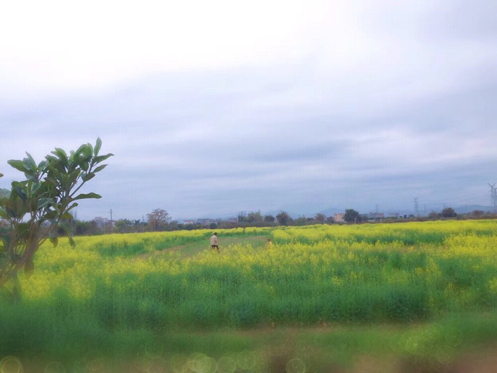 油菜花地