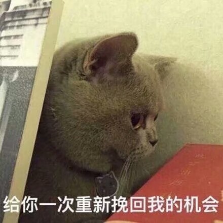 表情包 可爱 猫咪