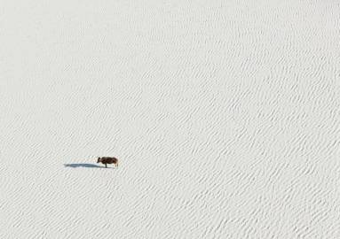 卡拉哈里沙漠中的生命美国摄影师Zack Seckler搭乘轻型飞机在500英尺的高空上俯拍 ​​​​